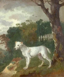 Bumper, un Bull Terrier, 1745